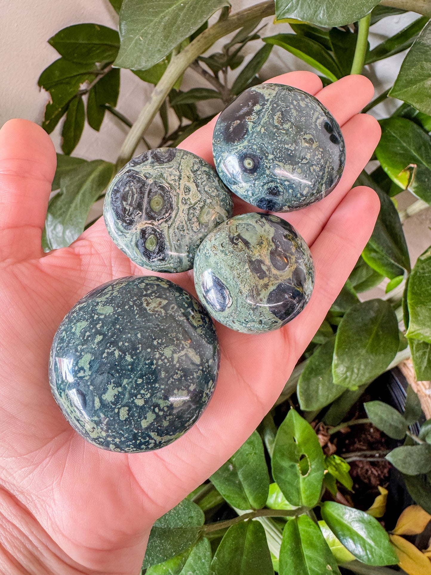Kambaba Palm