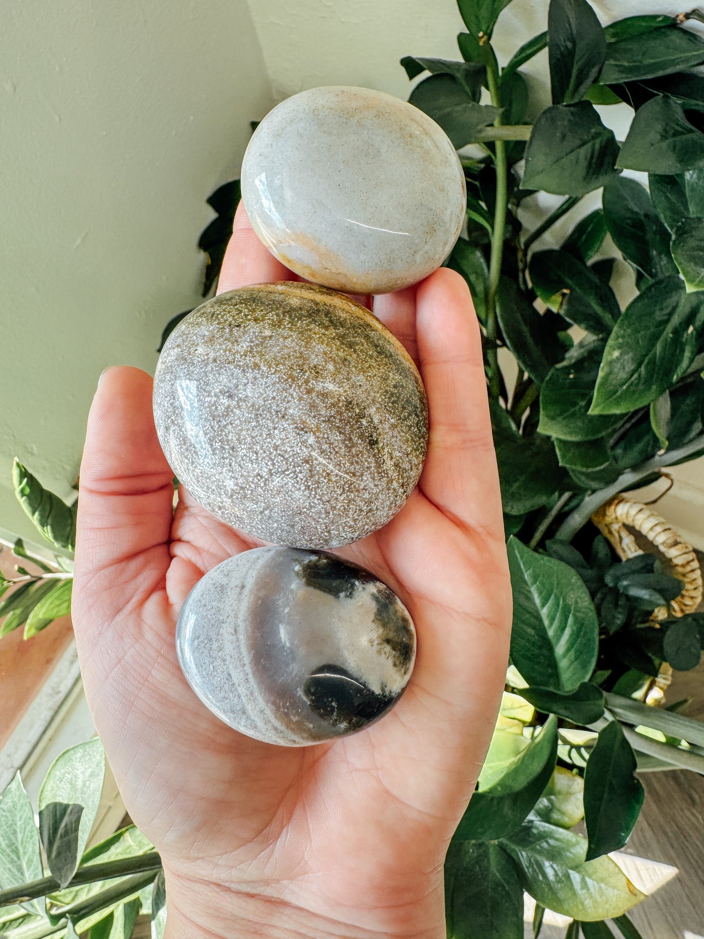 Ocean Jasper Palm